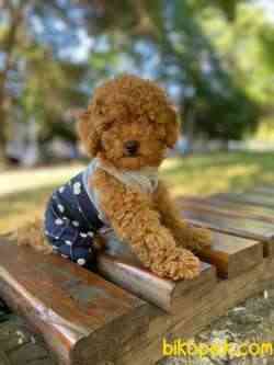 Toy Poodle Safkan Belgeli Yavrularımız 1