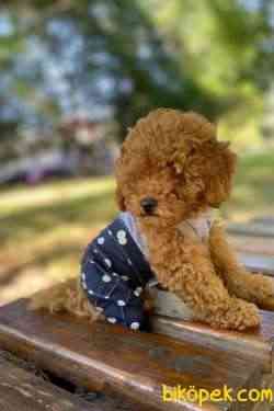 Toy Poodle Safkan Belgeli Yavrularımız 5