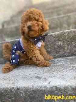 Toy Poodle Safkan Belgeli Yavrularımız 3