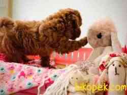 Toy Poodle Safkan Belgeli Yavrularımız 1