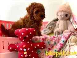 Toy Poodle Safkan Belgeli Yavrularımız 2