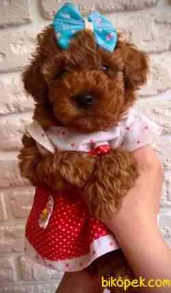 Toy Poodle Safkan Belgeli Yavrularımız 3