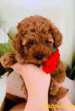 Toy Poodle Safkan Belgeli Yavrularımız 4