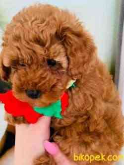 Toy Poodle Safkan Belgeli Yavrularımız 5