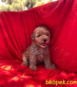 Toy Poodle Safkan Belgeli Yavrularımız 4