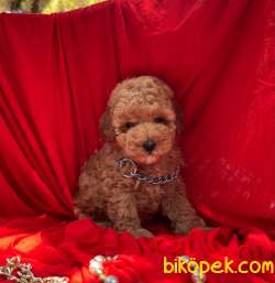 Toy Poodle Safkan Belgeli Yavrularımız 3