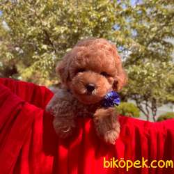 Toy Poodle Safkan Belgeli Yavrularımız 2