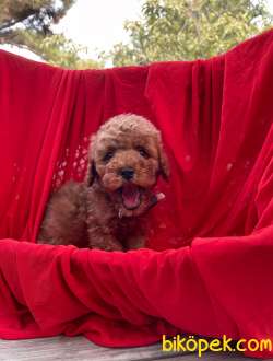 Toy Poodle Safkan Belgeli Yavrularımız 1