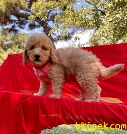 Toy Poodle Safkan Belgeli Yavrularımız 3