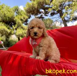 Toy Poodle Safkan Belgeli Yavrularımız 2