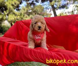 Toy Poodle Safkan Belgeli Yavrularımız 4