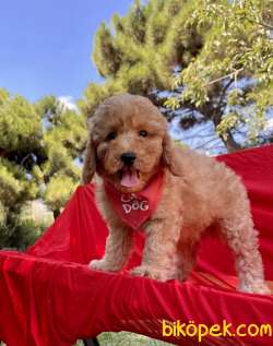 Toy Poodle Safkan Belgeli Yavrularımız 1