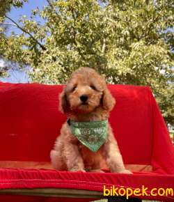 Toy Poodle Safkan Belgeli Yavrularımız 2