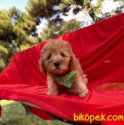 Toy Poodle Safkan Belgeli Yavrularımız 1