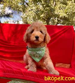 Toy Poodle Safkan Belgeli Yavrularımız 4