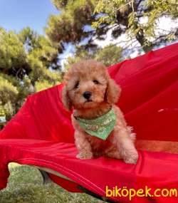Toy Poodle Safkan Belgeli Yavrularımız 3