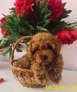 Toy Poodle Safkan Disi Yavrularımız Her Renk 4
