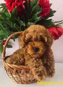 Toy Poodle Safkan Disi Yavrularımız Her Renk 5
