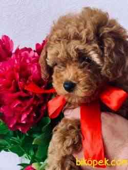 Toy Poodle Safkan Disi Yavrularımız Her Renk 3