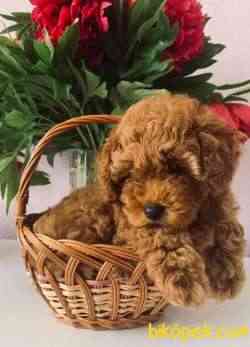 Toy Poodle Safkan Disi Yavrularımız Her Renk 2