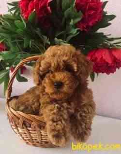 Toy Poodle Safkan Disi Yavrularımız Her Renk 1