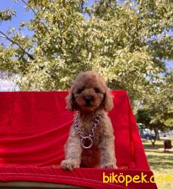 Toy Poodle Safkan Her Renk Minik Surat Yavrularımız 5