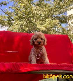 Toy Poodle Safkan Her Renk Minik Surat Yavrularımız 4