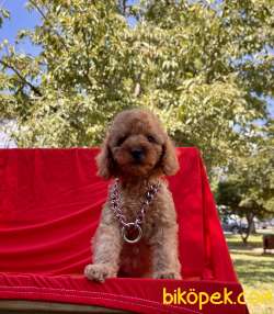Toy Poodle Safkan Her Renk Minik Surat Yavrularımız 2