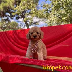 Toy Poodle Safkan Her Renk Minik Surat Yavrularımız 3
