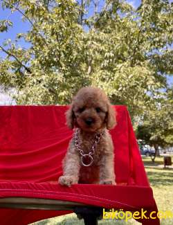 Toy Poodle Safkan Her Renk Minik Surat Yavrularımız 1