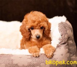 Toy Poodle Safkan Her Renk Yavrularımız 4