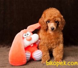Toy Poodle Safkan Her Renk Yavrularımız 5