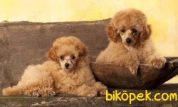 Toy Poodle Safkan Her Renk Yavrularımız 2