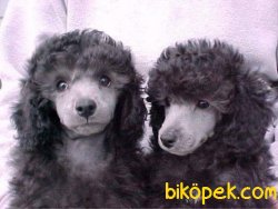 Toy Poodle Safkan Her Renk Yavrularımız 3
