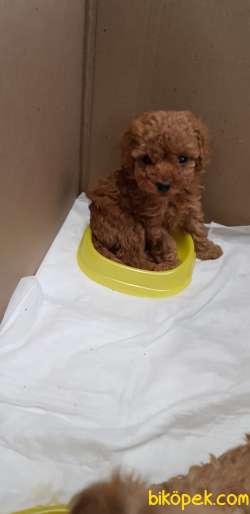Toy Poodle Safkan Her Renk Yavrularımız 3