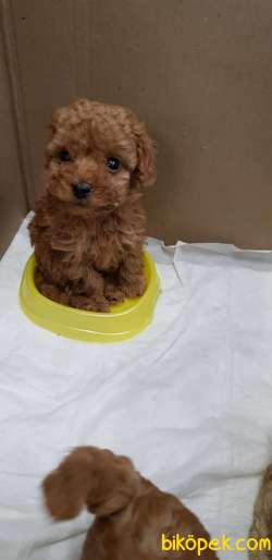 Toy Poodle Safkan Her Renk Yavrularımız 1