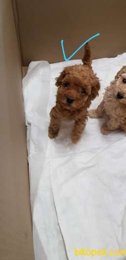 Toy Poodle Safkan Her Renk Yavrularımız 2