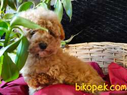 TOY POODLE SAFKAN IRK GARANTİLİ 1