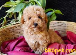 TOY POODLE SAFKAN IRK GARANTİLİ 2
