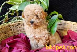 TOY POODLE SAFKAN IRK GARANTİLİ 3