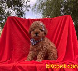 Toy Poodle Safkan Mikrocipli Belgeli Yavrular 5