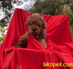 Toy Poodle Safkan Mikrocipli Belgeli Yavrular 4