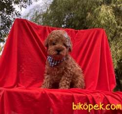 Toy Poodle Safkan Mikrocipli Belgeli Yavrular 3