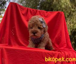 Toy Poodle Safkan Mikrocipli Belgeli Yavrular 2