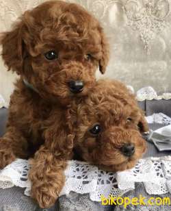 Toy Poodle Safkan Mikrocipli Belgeli Yavrular 1