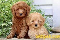 Toy Poodle Safkan Mikrocipli Pasaportlu Belgeli Yavrular 1