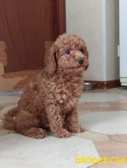 Toy Poodle Safkan Mikrocipli Pasaportlu Belgeli Yavrular 2