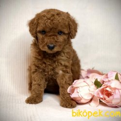 Toy Poodle Safkan Mikrocipli Pasaportlu Belgeli Yavrular 3