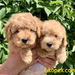 Toy Poodle Safkan Mikrocipli Pasaportlu Belgeli Yavrular 4