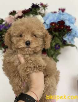 Toy Poodle Safkan Mini Surat Yavrularımız 2